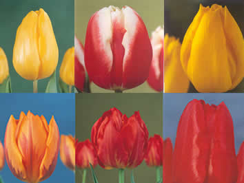 1. Forcing tulips - introduction