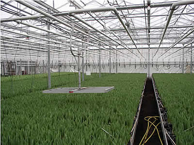 9. Greenhouse and interior