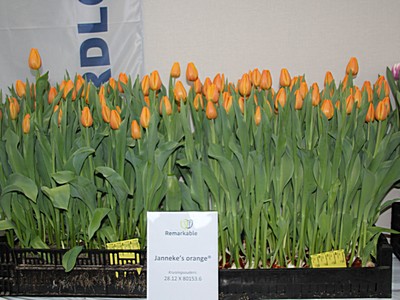 10. Economical aspects of forcing tulips